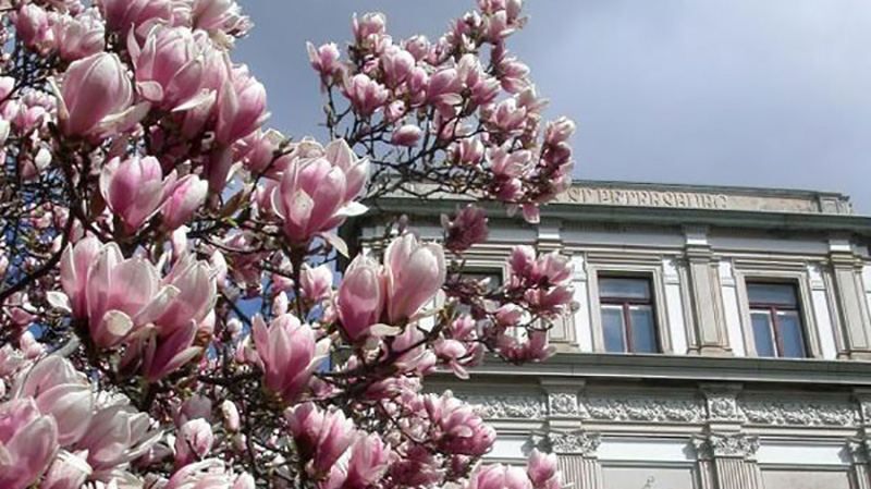 Магнолии превратили Стамбул в сказочный город: удивительные фото