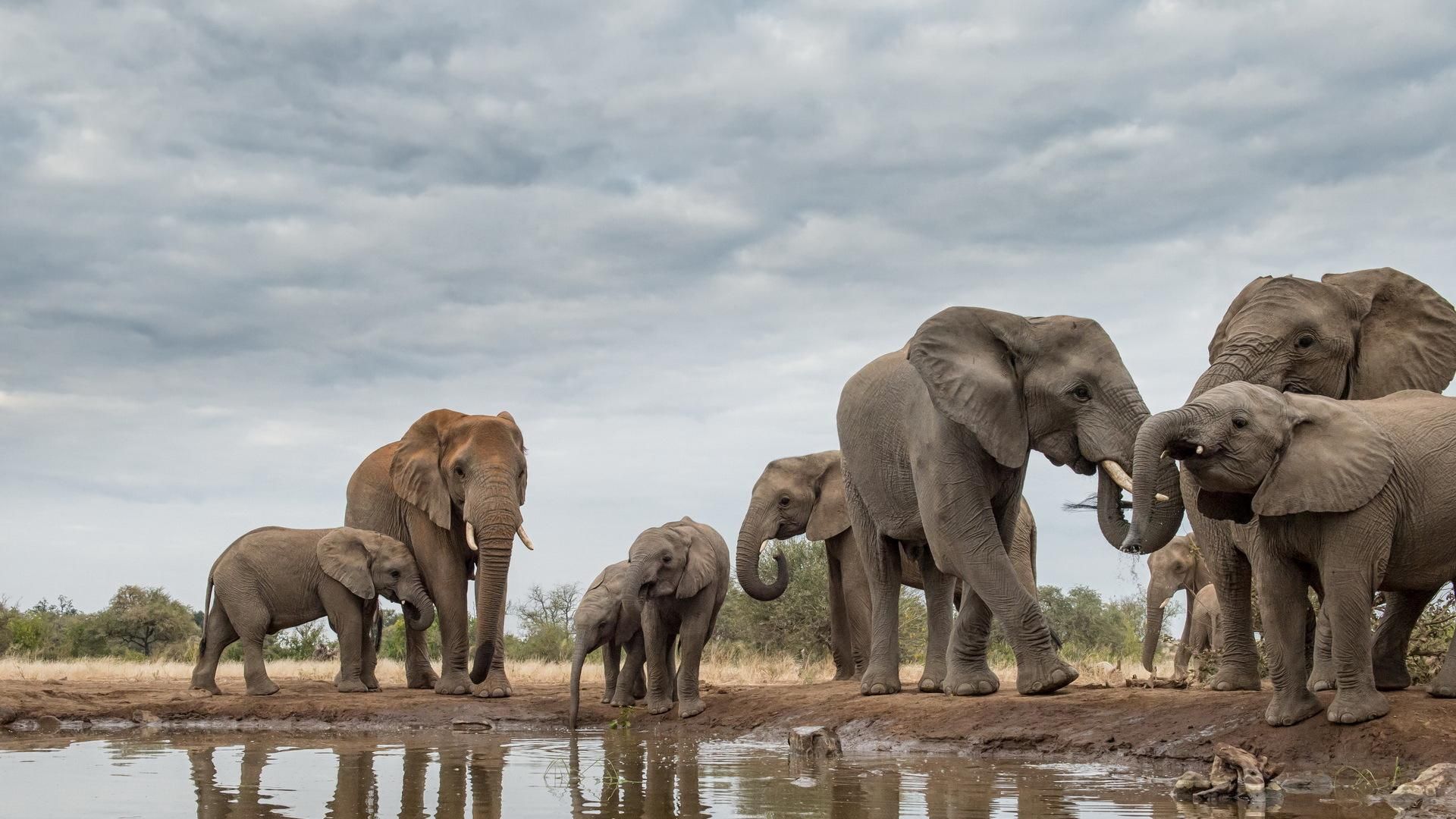 К концу века в Африке вымрет половина видов животных: доклад ООН