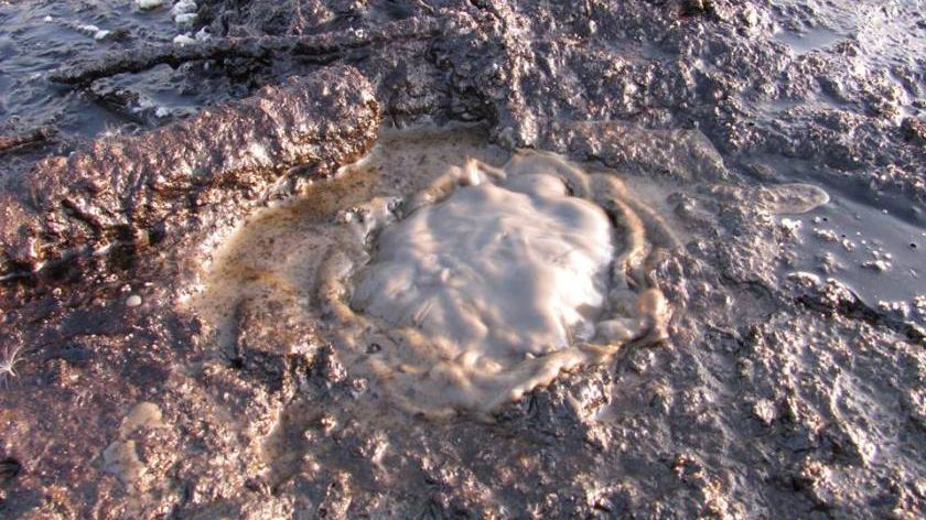 В Украине есть уникальный вулкан на Прикарпатье В Украине есть уникальный вулкан на Прикарпатье