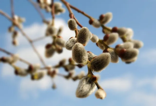 Вербна неділя 2018: дата, що можна і не можна робити в цей день Вербна неділя 2018: дата, що можна і не можна робити в цей день
