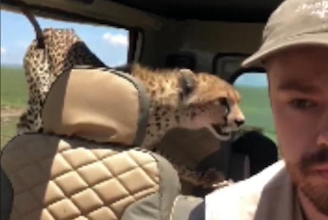 Небезпечний гість: у Танзанії гепард заліз в автомобіль туриста