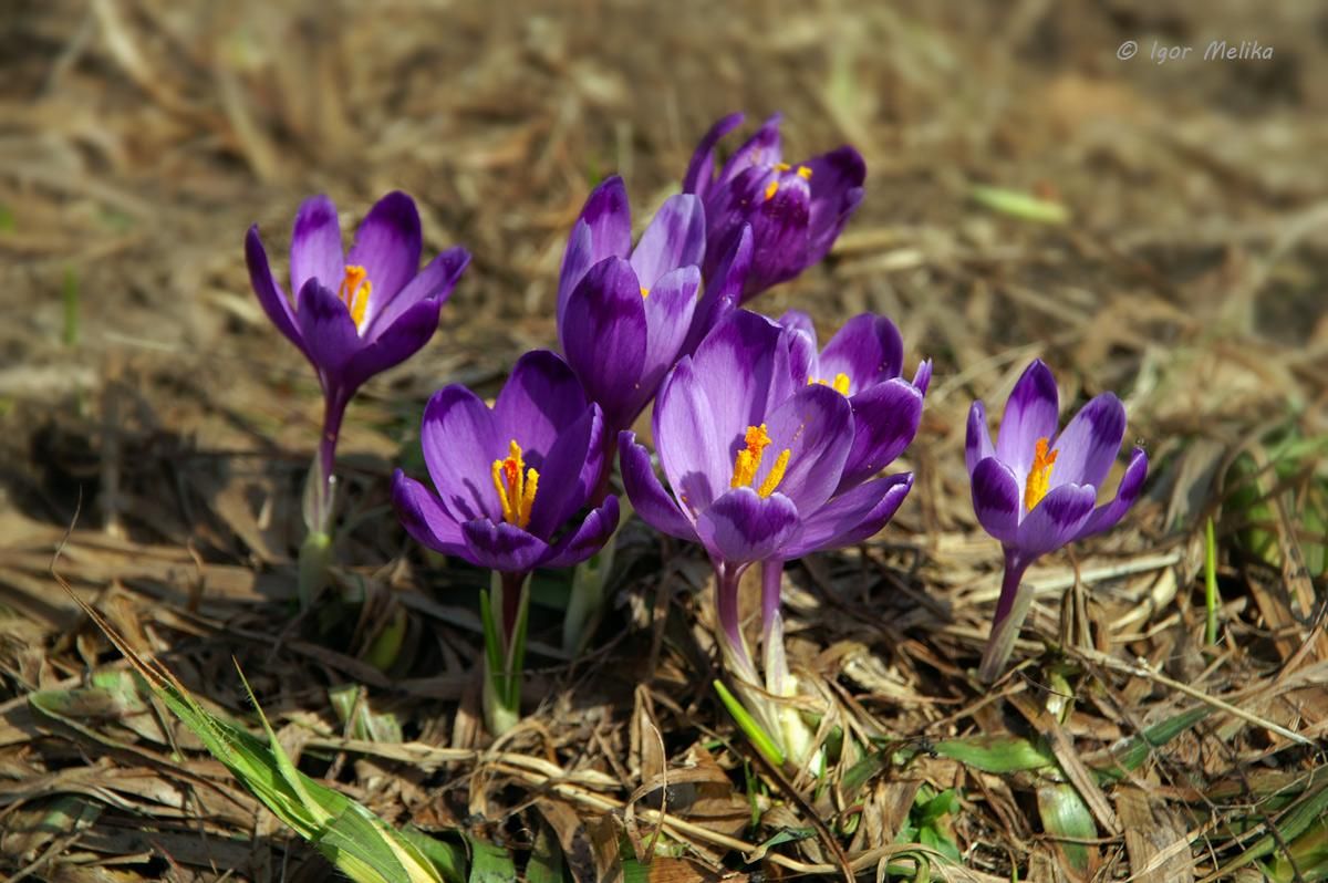 Погода 31 березня в Україні - потепління, але литимуть дощі Погода 31 березня в Україні - потепління, але литимуть дощі