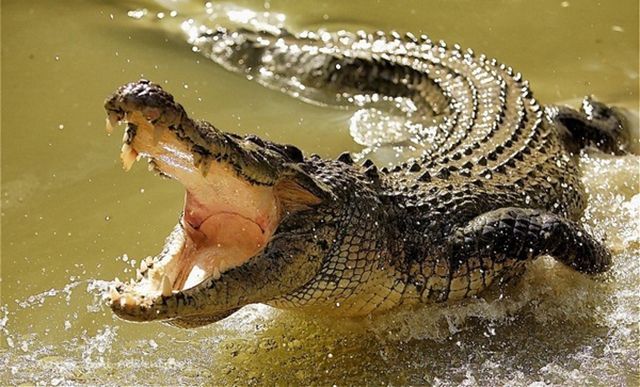 Прикордонники розіграли українців новиною про помічників-крокодилів Прикордонники розіграли українців новиною про помічників-крокодилів
