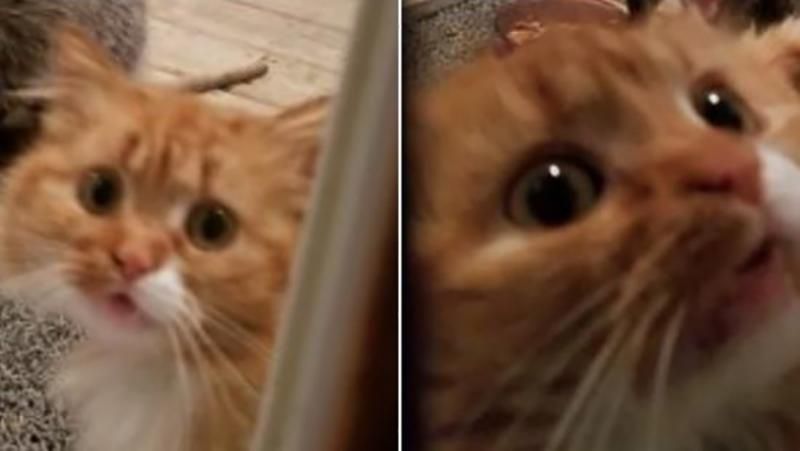 Странный гость забрал еду у кота: забавные фото Странный гость забрал еду у кота: забавные фото