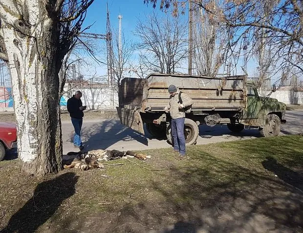 Вбивство собак у Бердянську