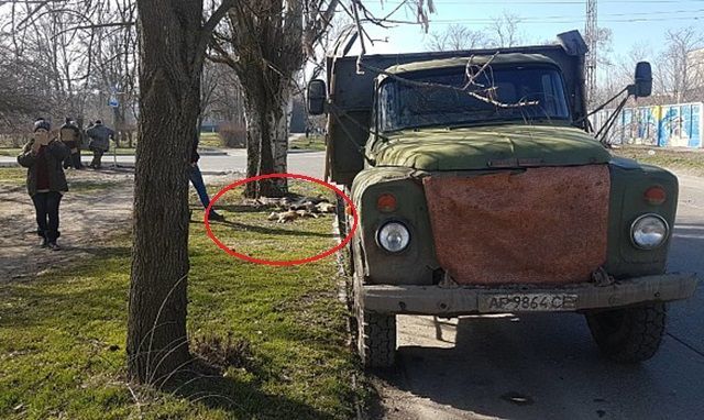 На Запорожье совершено массовое убийство собак (18+) На Запорожье совершено массовое убийство собак (18+)
