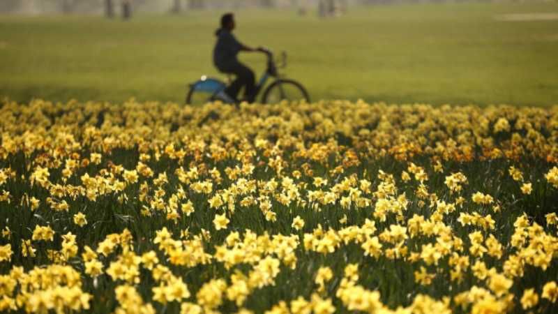 Погода 3 квітня в Україні: весна нарешті потішить українців