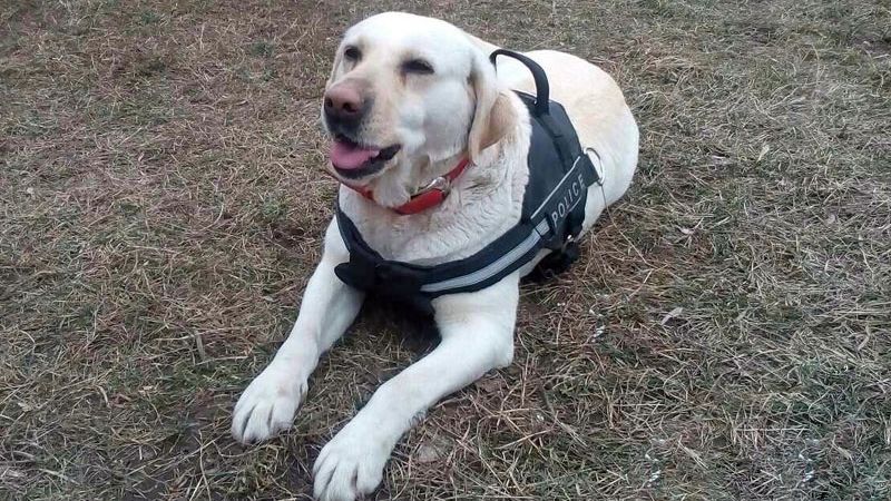 Служебный пес мгновенно нашел пропавшего мальчика в Краматорске