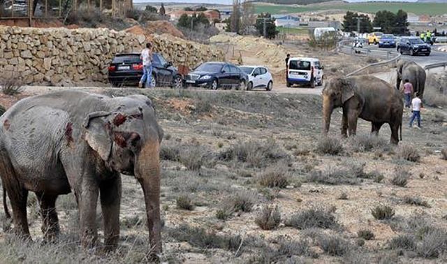 В Іспанії вантажівка зі слонами потрапила у ДТП: фото та відео