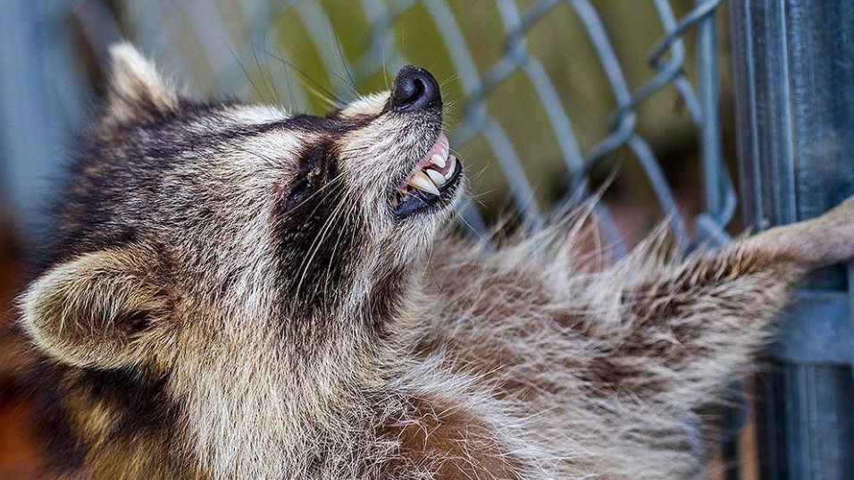 Американців налякали "зомбі"-єноти: фото Американців налякали "зомбі"-єноти: фото