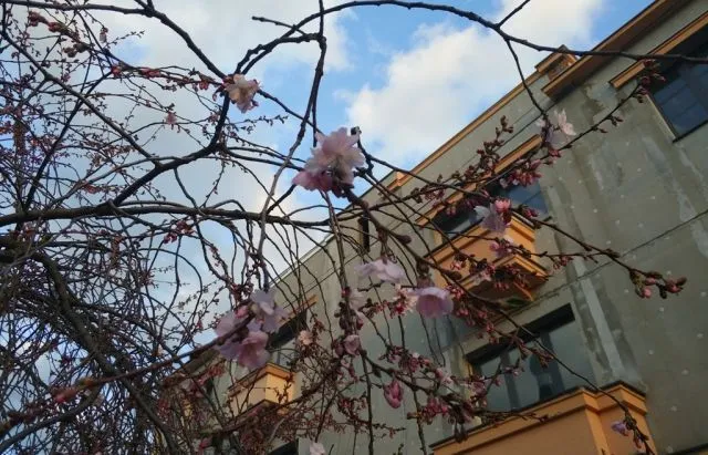 У Мукачево зацвіли сакури