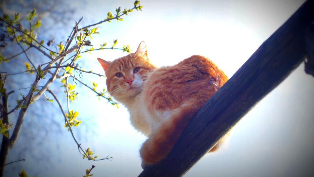 Погода 9 квітня в Україні: прогноз погоди Погода 9 квітня в Україні: прогноз погоди