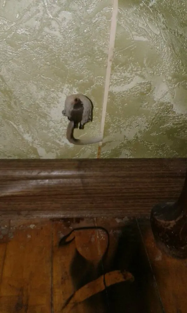 У квартирі в Києві на стіні виросли гриби