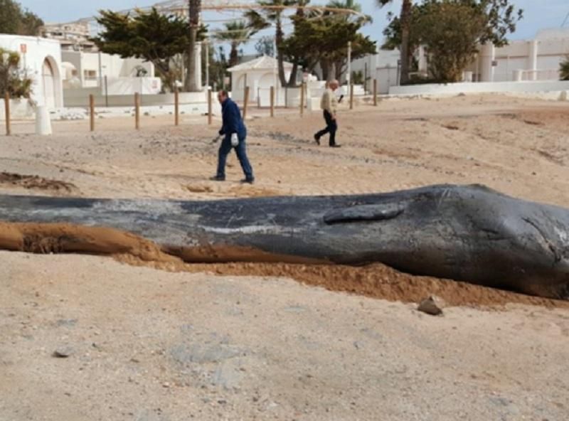 Вчені сповістили про небезпечну знахідку у шлунку мертвого кашалота Вчені сповістили про небезпечну знахідку у шлунку мертвого кашалота