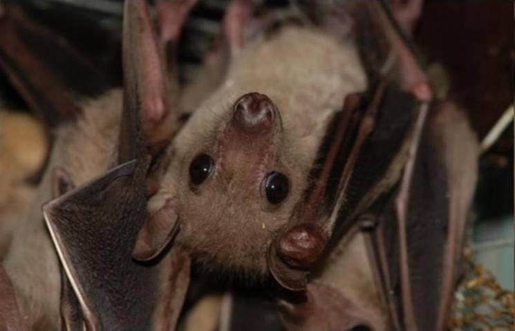 В Харькове в небо вылетели более 2 тысяч летучих мышей В Харькове в небо вылетели более 2 тысяч летучих мышей