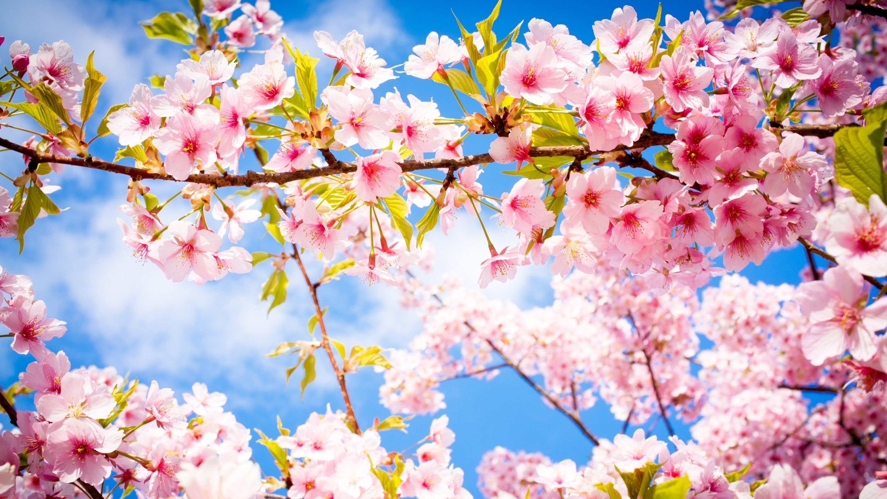 Весенняя жара: в Киеве зафиксировали два температурных рекорда Весенняя жара: в Киеве зафиксировали два температурных рекорда