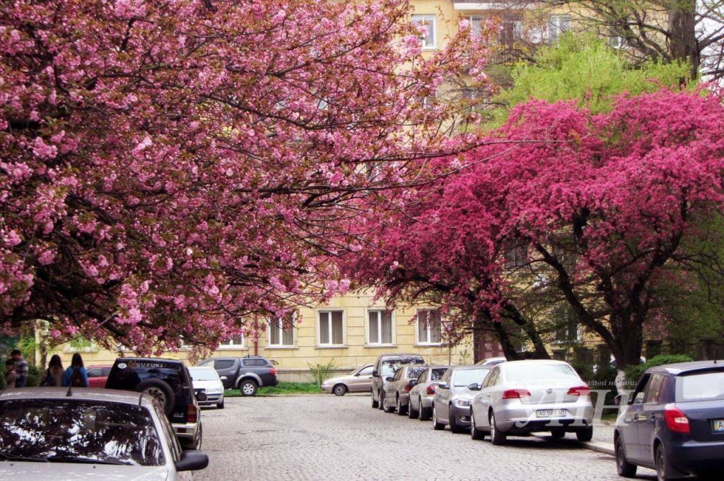 На Закарпатті розцвіли неймовірні сакури: відео На Закарпатті розцвіли неймовірні сакури: відео