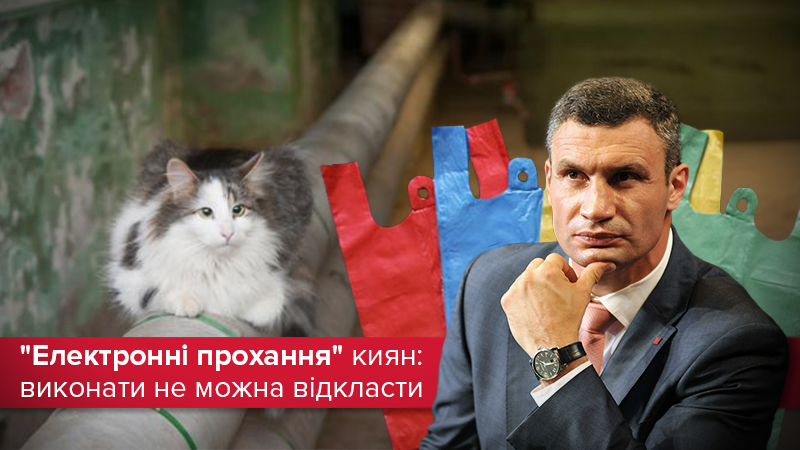 Коты как любимцы Кличко: какие петиции Киеврада удовлетворила