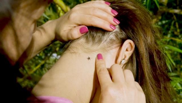 На Львовщине зарегистрировано 16 случаев болезни Лайма На Львовщине зарегистрировано 16 случаев болезни Лайма