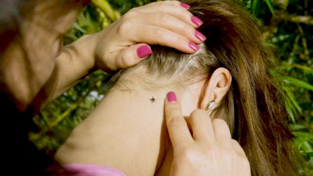 На Львовщине зарегистрировано 16 случаев болезни Лайма