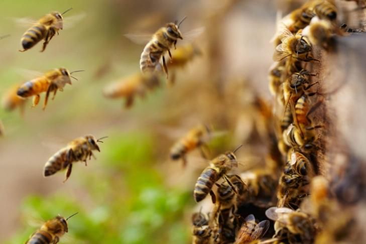 Бджоли зірвали рейс літака з Москви до окупованого Криму