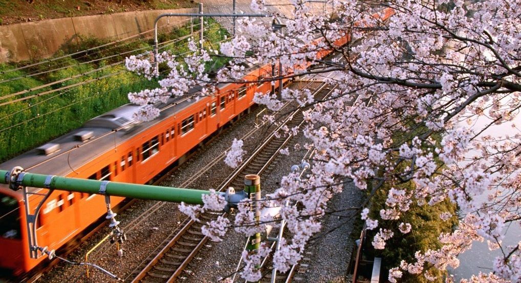 В Украине назначили "сакуровые поезда" до Ужгорода В Украине назначили "сакуровые поезда" до Ужгорода