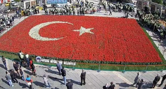 тюльпани туреччина тюльпани туреччина