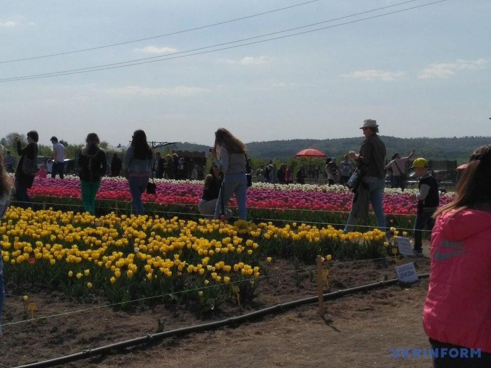 Неймовірна краса: на Буковині влаштували фестиваль тюльпанів