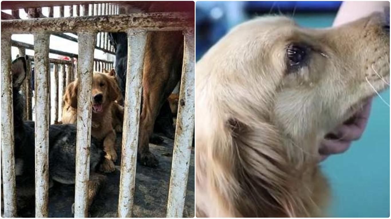 Собака, яку врятували від жахливої смерті, розплакалася: милі фото, відео 