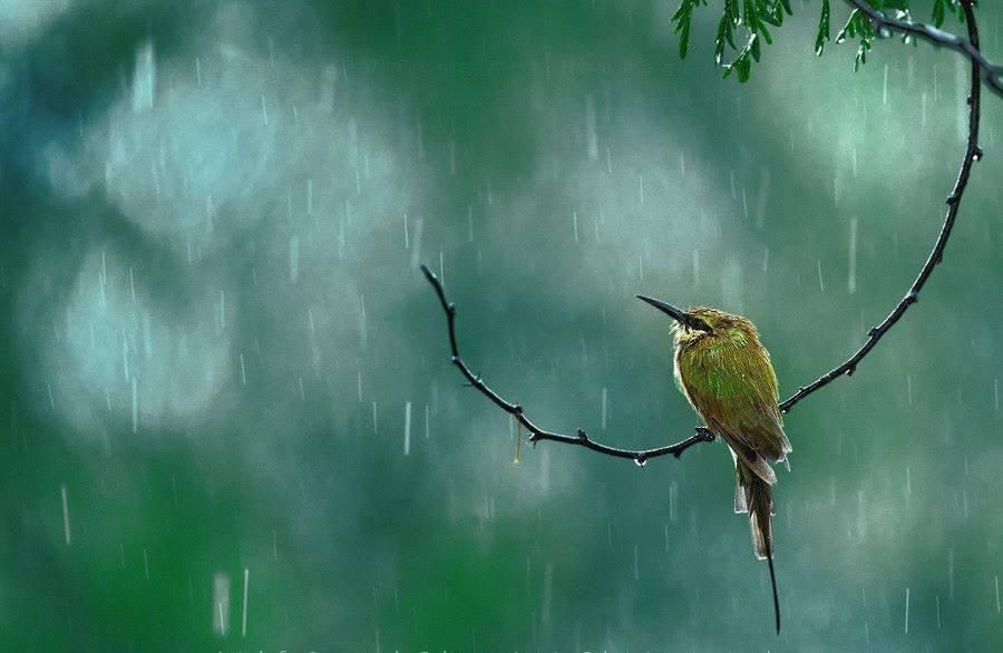 Погода 24 квітня в Україні: прогноз погоди від синоптиків Погода 24 квітня в Україні: прогноз погоди від синоптиків