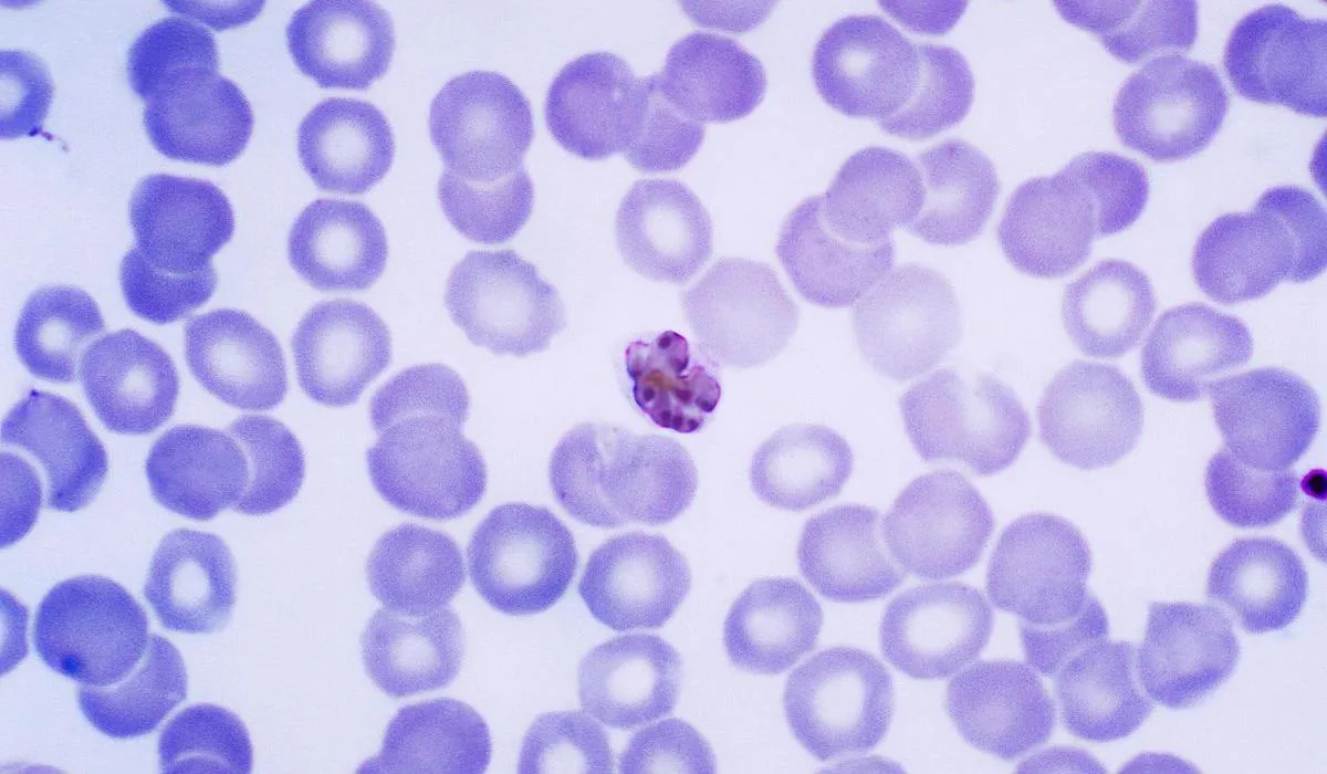 Червоні кров’яні тільця, заражені P. vivax
