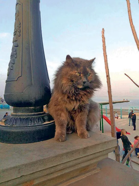 Одеса Одеса