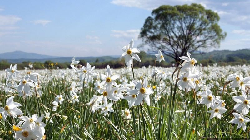 На Закарпатті розцвіла Долина нарцисів: перші фото