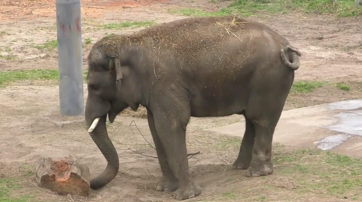 В киевском зоопарке показали реакцию животных на первый весенний дождь: веселое видео В киевском зоопарке показали реакцию животных на первый весенний дождь: веселое видео