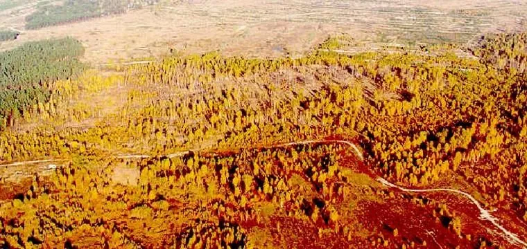 Рудий ліс у Чорнобилі Рудий ліс у Чорнобилі