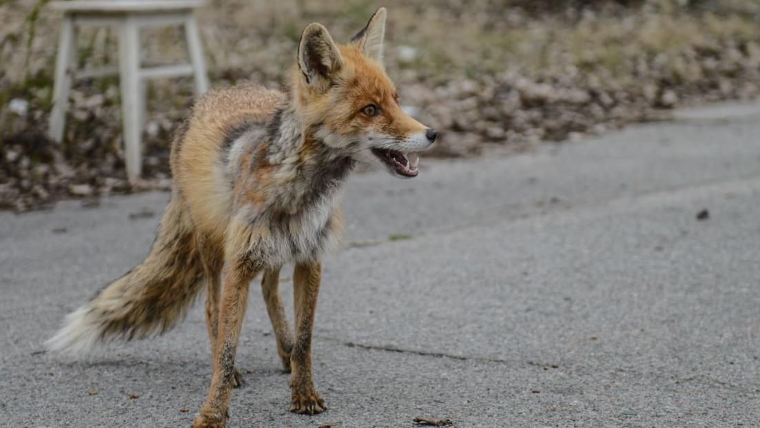 Чернобыльская фауна: путешествие в зону отчуждения в поисках краснокнижных животных