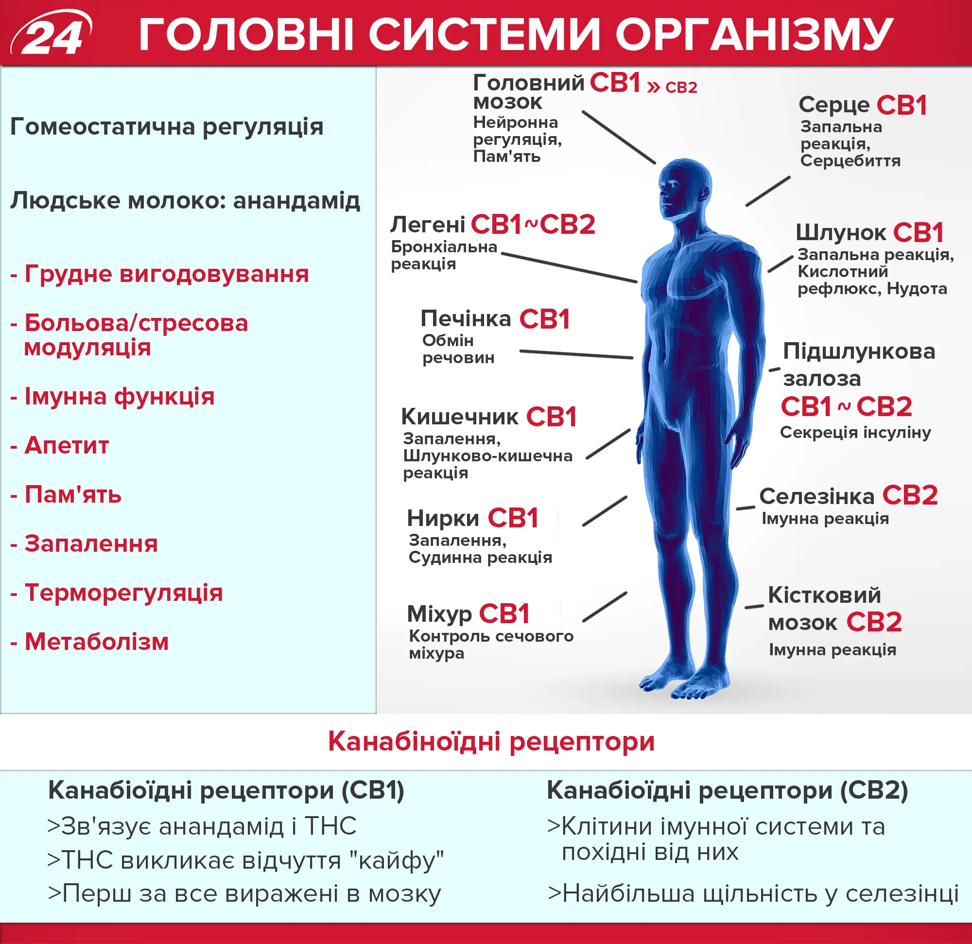 Ендоканабіноїди в людському організмі