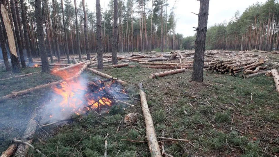 Вирубка Сухолуччя