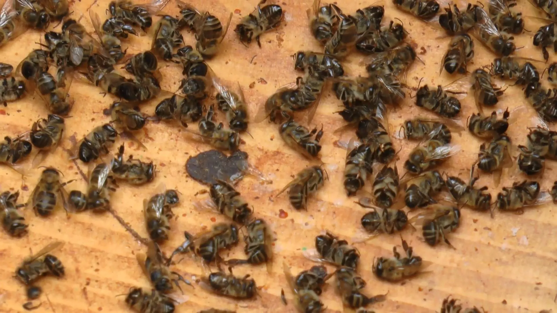 Через отруєння хімікати загинули бджоли
