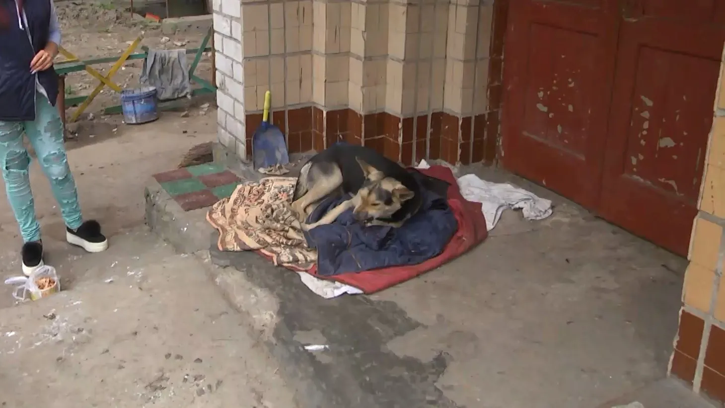 Собак лікують просто на вулиці Собак лікують просто на вулиці