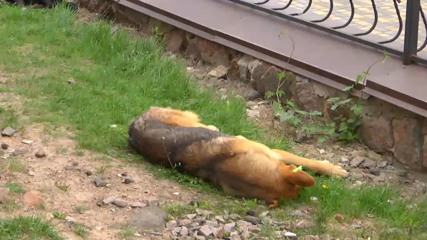 У собак порушується координація, а потім настає смерть У собак порушується координація, а потім настає смерть