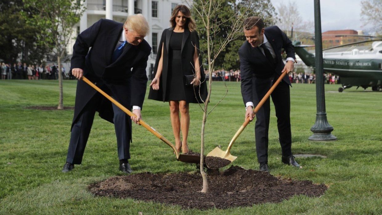 Дерево, которое с помпой сажали Трамп и Макрон, исчезло
