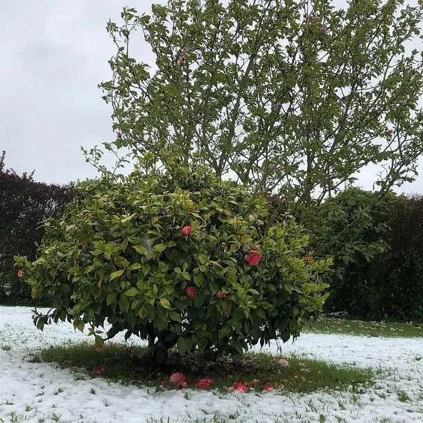Сніг у Франції Сніг у Франції
