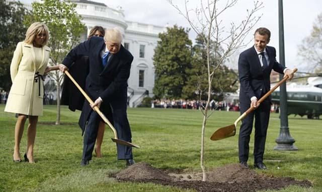 Стало известно, куда забрали дуб, который сажали Трамп с Макроном
