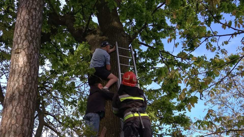 В Ровенской области мужчина хотел спасти кота, но застрял на дереве