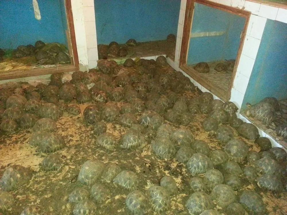 Черепахи у будинку 