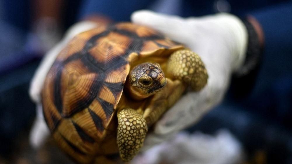 На Мадагаскаре мужчина поселил дома 10 тысяч редких черепах: фото