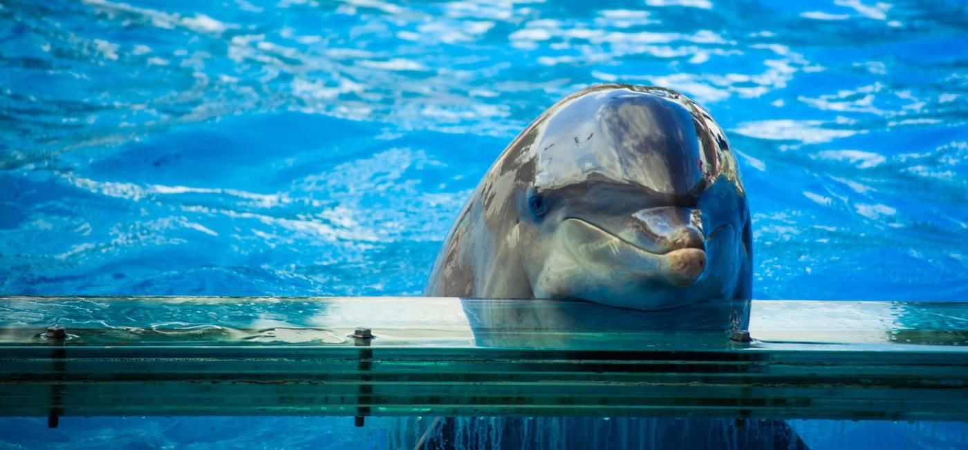 Чому не варто ходити в дельфінарій: 4 причини від зоозахисників