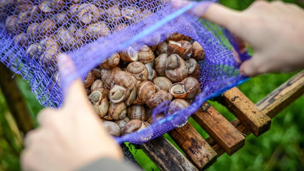 Експорт українських равликів може витіснити Китай на європейському ринку Експорт українських равликів може витіснити Китай на європейському ринку