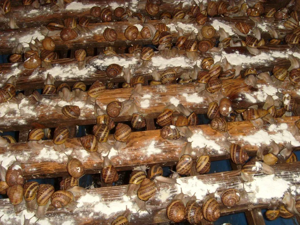 Вирощування равликів на фермі Вирощування равликів на фермі